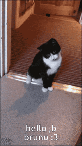 A Black And White Cat Is Standing In Front Of A Door That Says Hello B Bruno 3 GIF