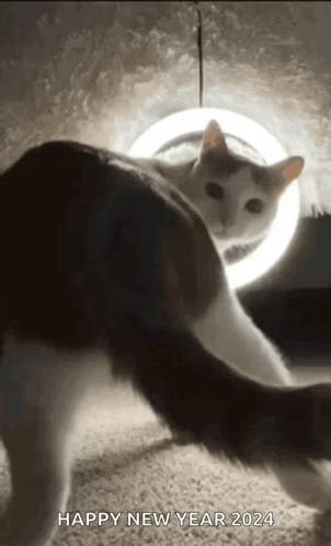 A Black And White Cat Is Standing In Front Of A Light With The Caption Happy New Year 2024 GIF