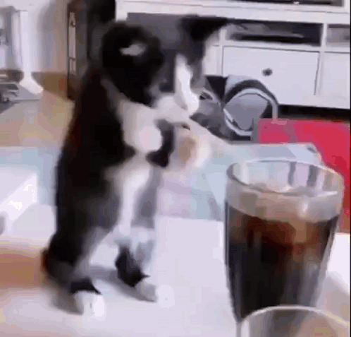 A Black And White Cat Is Standing Next To A Glass Of Cola . GIF