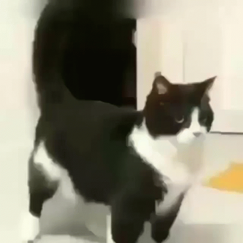 A Black And White Cat Is Standing Next To A Person . GIF