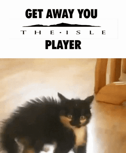 A Black And White Cat Is Standing Next To A Sign That Says Get Away You Player GIF