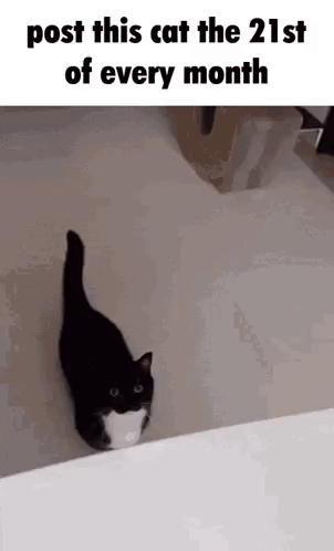 A Black And White Cat Is Standing On A White Surface . GIF