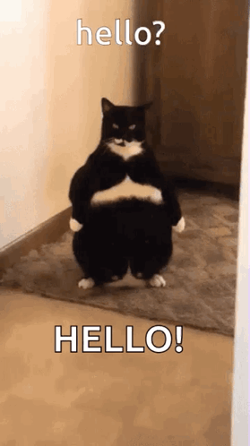 A Black And White Cat Is Standing On Its Hind Legs In A Hallway And Says Hello . GIF