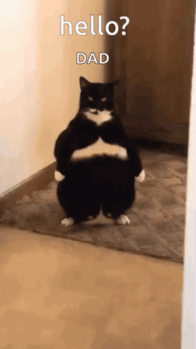 A Black And White Cat Is Standing On Its Hind Legs In A Hallway And Says `` Hello ? Dad '' . GIF