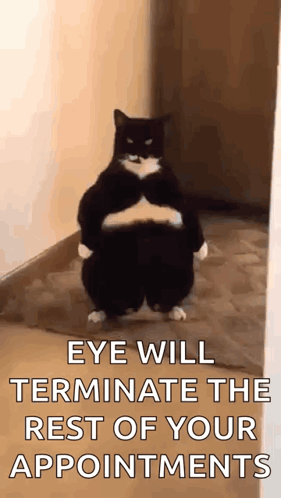 A Black And White Cat Is Standing On Its Hind Legs In A Hallway With The Caption Eye Will Terminate The Rest Of Your App GIF