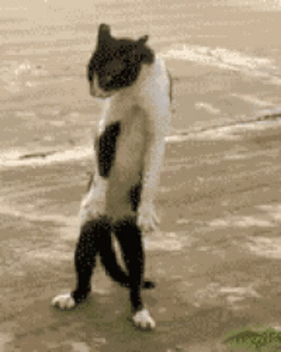 A Black And White Cat Is Standing On Its Hind Legs On A Sidewalk GIF
