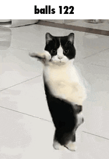 A Black And White Cat Is Standing On Its Hind Legs On A Tile Floor . GIF