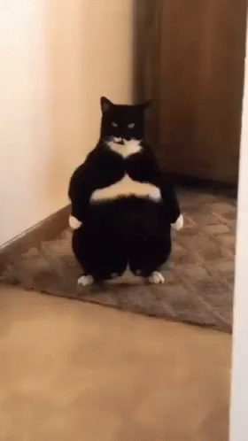 A Black And White Cat Is Standing On Its Hind Legs With Its Arms Crossed . GIF