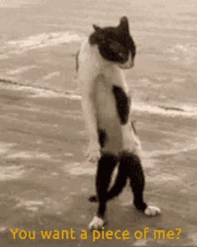 A Black And White Cat Is Standing On Its Hind Legs With The Words " You Want A Piece Of Me " Written Below It GIF