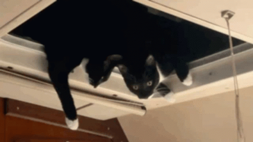 Black And White Cat Sticking Head Out Of Vent GIF