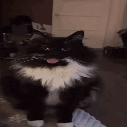 A Black And White Cat Is Sticking Its Tongue Out While Standing In A Room . GIF