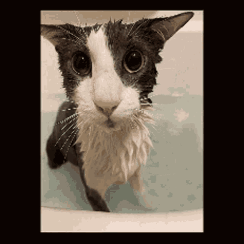 A Black And White Cat Is Taking A Bath GIF