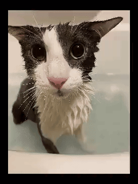 A Black And White Cat Is Taking A Bath GIF