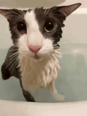 A Black And White Cat Is Taking A Bath And Looking At The Camera GIF