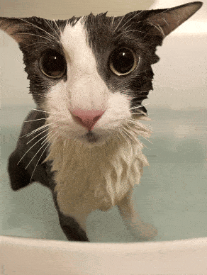 A Black And White Cat Is Taking A Bath In A Tub GIF