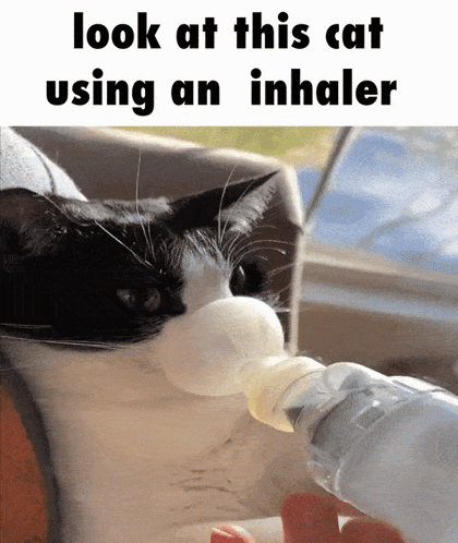 A Black And White Cat Is Using An Inhaler In Its Mouth GIF
