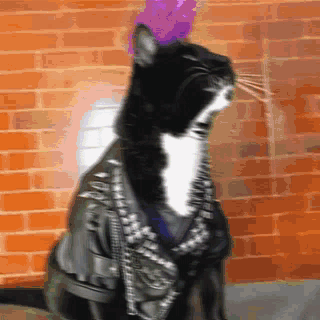 A Black And White Cat Is Wearing A Spiked Jacket GIF