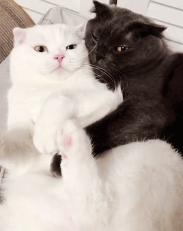 A Black And White Cat Laying Next To Each Other On A Couch GIF