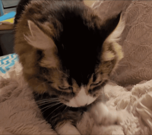 A Black And White Cat Laying On A Blanket With The Letter G On It GIF