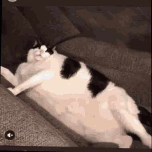 A Black And White Cat Laying On A Couch . GIF
