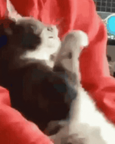 A Black And White Cat Laying On A Red Blanket . GIF