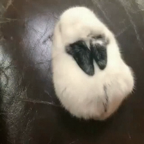 A Black And White Cat Laying On Its Back On A Black Surface GIF