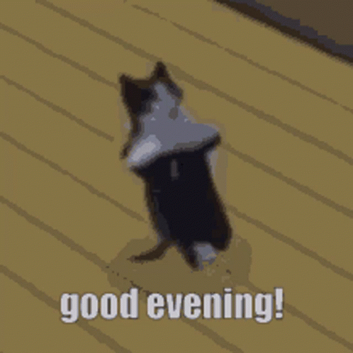 A Black And White Cat Laying On Its Back On A Wooden Floor With The Words Good Evening Written Below It GIF