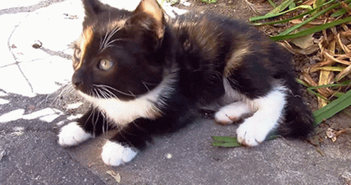 A Black And White Cat Laying On The Ground Looking At The Camera GIF