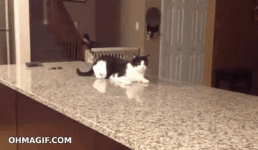 A Black And White Cat Laying On Top Of A Granite Counter Top With Ohmagif.com Written On The Bottom GIF