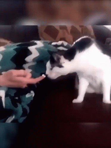 A Black And White Cat Licking A Person 'S Hand GIF