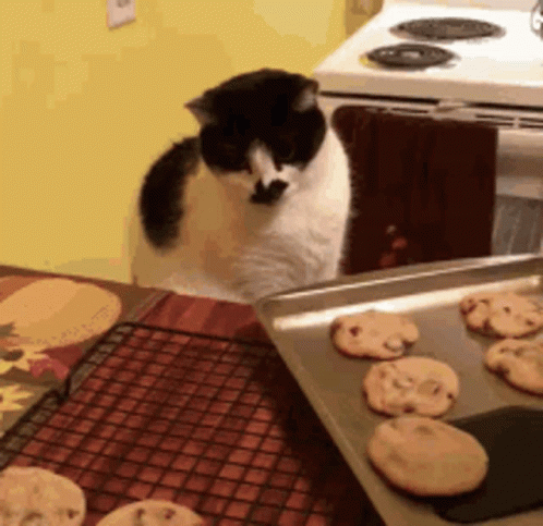 A Black And White Cat Looking At A Tray Of Cookies On A Table GIF