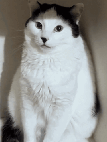 A Black And White Cat Looking At The Camera With A Serious Look On Its Face GIF