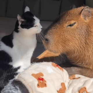 A Black And White Cat Looks At A Capybara GIF