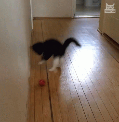 A Black And White Cat Playing With A Red Ball In A Hallway With A Cat Collective Logo On The Corner GIF