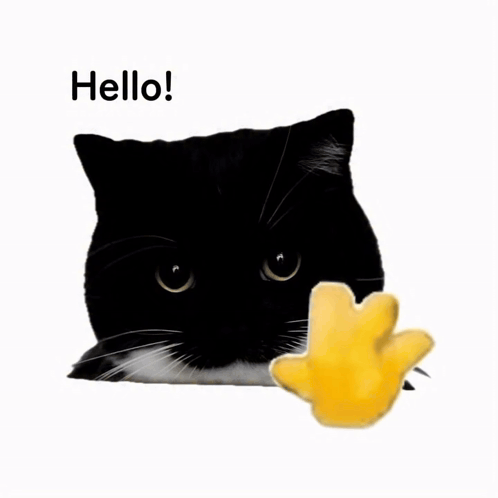 A Black And White Cat Says Hello Next To A Yellow Toy GIF