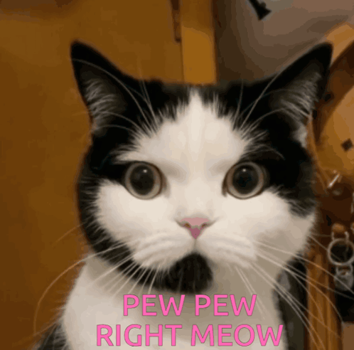 A Black And White Cat Says Pew Pew Right Meow In Pink Letters GIF