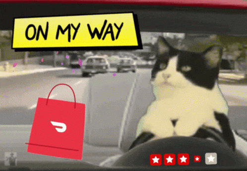 A Black And White Cat Sits In The Driver 'S Seat Of A Car GIF