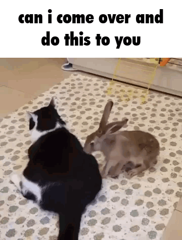 a black and white cat sitting next to a rabbit on a rug with the words can i come over and do this to you