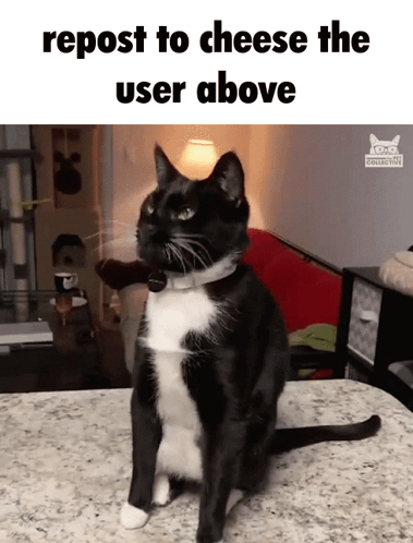 A Black And White Cat Sitting On A Counter With The Words Repost To Cheese The User Above GIF