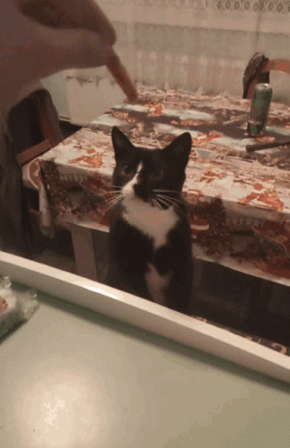 A Black And White Cat Sitting On A Table With A Can Of Soda In The Background GIF