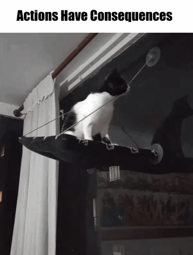 a black and white cat sitting on a window hammock with the words actions have consequences above it
