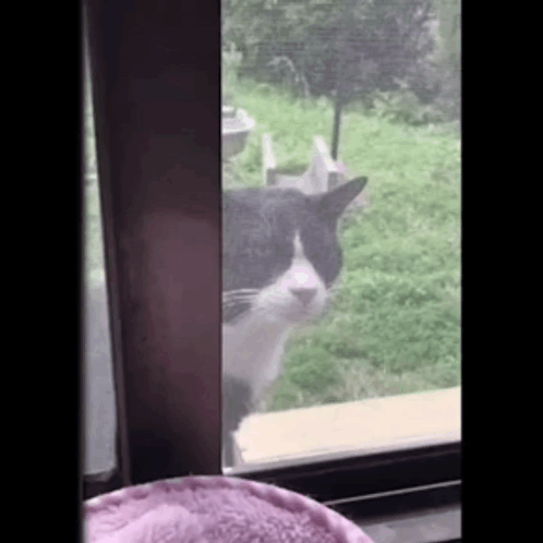 A Black And White Cat Standing In Front Of A Window Looking Out . GIF