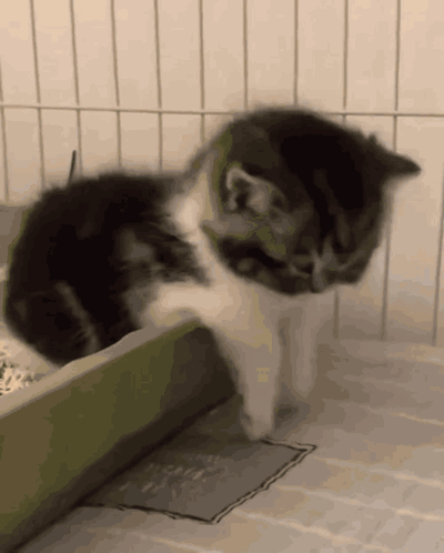 A Black And White Cat Standing Next To A Box GIF