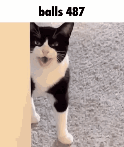 A Black And White Cat Standing Next To A Wall With The Words Balls 487 On The Bottom GIF
