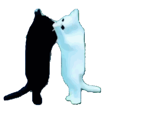 a black and white cat standing next to each other on a white background