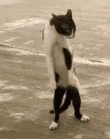 A Black And White Cat Standing On Its Hind Legs On A Sidewalk . GIF