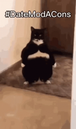A Black And White Cat Standing On Its Hind Legs With A Caption That Says Date Modacons GIF