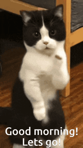 A Black And White Cat Standing On Its Hind Legs With The Words " Good Morning Lets Go " Below It GIF