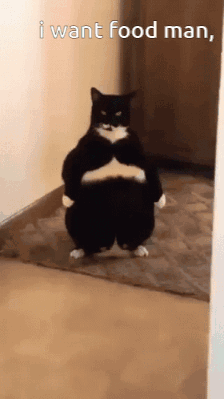 A Black And White Cat Standing On Its Hind Legs With The Words " I Want Food Man " Written Below It GIF