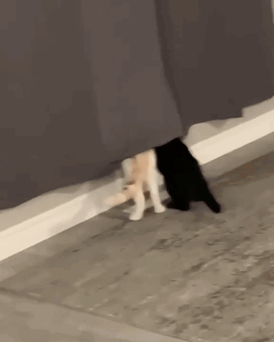 a black and white cat standing under a curtain